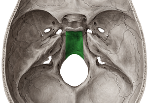 Clivus of occipital bone (#2646)