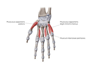 Muscles of the hand: deepest muscles (Latin)