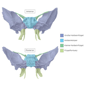 Sphenoid bone (parts) (German)