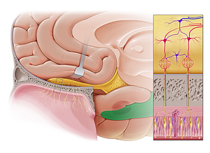 Parahippocampal gyrus (#4191)