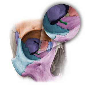 Infraorbital groove (#11360)