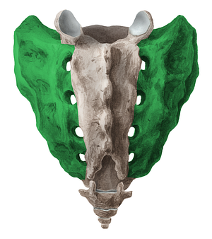 Ala of sacrum (#618)