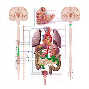 Small intestine (#18584)