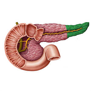 Tail of pancreas (#13930)