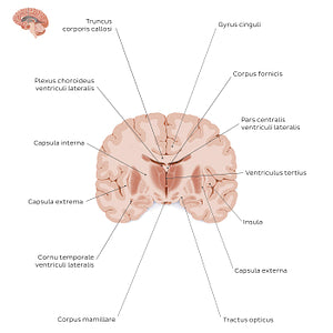 Coronal section of the brain (thalamus level): White matter structures (Latin)