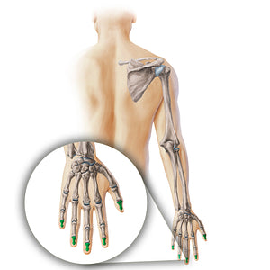 Distal phalanx of hand (#19876)