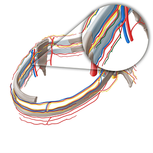 Collateral branch of anterior intercostal vein (#19718)