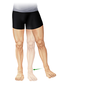 Adduction of thigh (#11008)