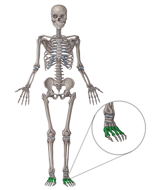 Metatarsal bones (#7501)