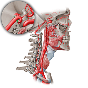 Superior cerebellar artery (#1007)