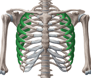 Serratus anterior muscle (#5942)