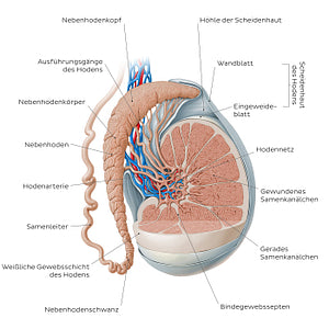 Testis and epididymis (German)