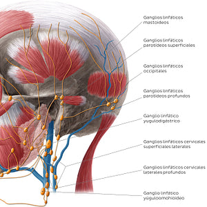 Lymphatics of the neck (Lateral) (Spanish)