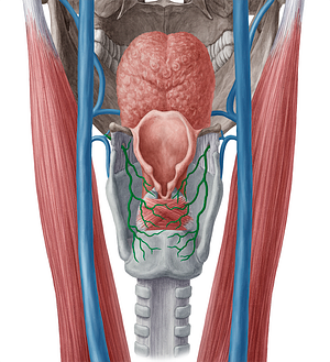 Superior laryngeal vein (#10384)