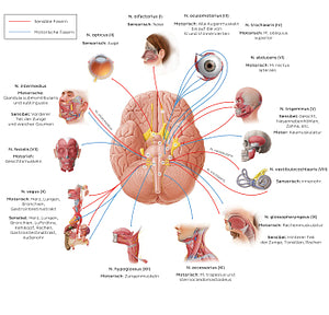 12 cranial nerves (diagram) (German)