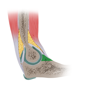 Coronoid process of ulna (#14148)