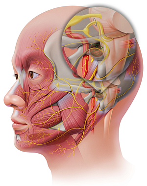 Tympanic plexus (#8043)