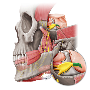 Sensory root of trigeminal nerve (#20453)