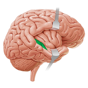 Primary auditory cortex (#21190)