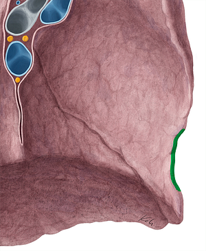 Cardiac notch of left lung (#4283)