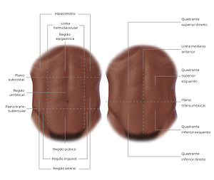 Regions of the abdomen (Portuguese)