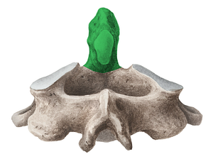 Dens of axis (#3191)