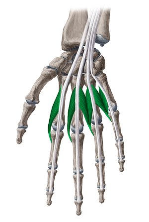 Lumbrical muscles of hand (#5150)