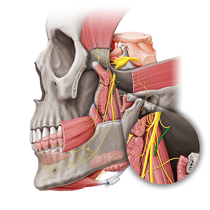 Middle meningeal artery (#1507)