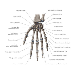 Bones of the wrist and hand (Portuguese)