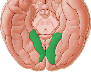 Lingual gyrus (#4183)