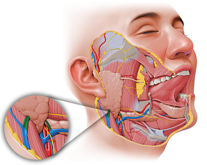 Anterior and posterior divisions of retromandibular vein (#17)