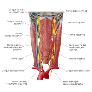 Nerves of the pharynx (Spanish)