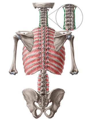 Posterior intertransversarii colli muscles (#19010)