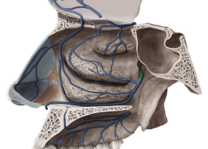 Sphenopalatine vein (#10577)