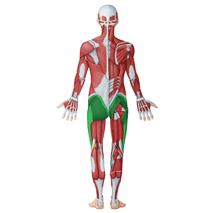 Gluteal muscles (#20056)