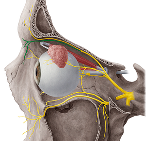 Supratrochlear nerve (#6798)