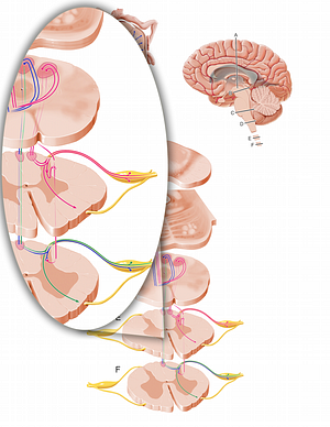 Proprioceptive afferent fibers to lumbar spinal cord (#12104)