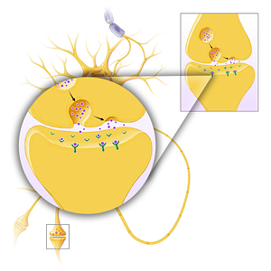 Neuroreceptor (#13595)