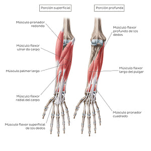 Flexors of the forearm (Spanish)