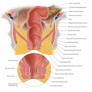 Rectum and anal canal (Portuguese)