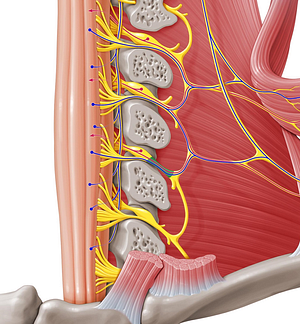 Spinal nerve C4 (#6738)