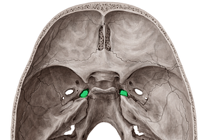 Foramen lacerum (#3756)