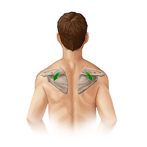 Downward rotation of scapula (#20898)