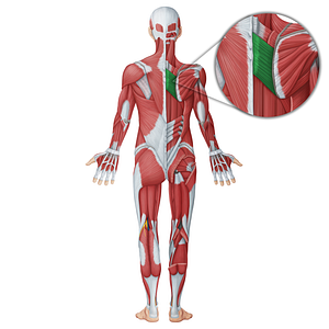 Rhomboid major muscle (#18735)