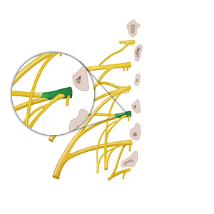 Anterior ramus of spinal nerve L3 (#12886)