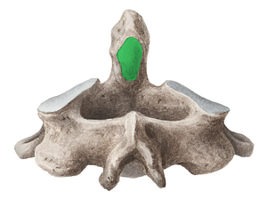 Posterior articular facet of dens axis (#3465)