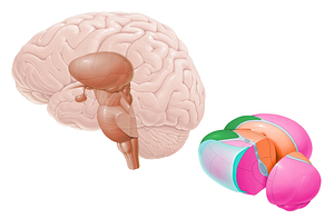 Anterior nuclei of thalamus (#7149)