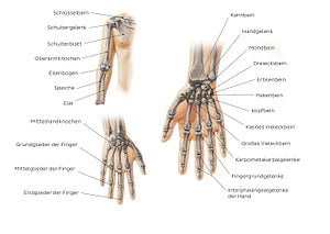 Main bones of the upper extremity (German)