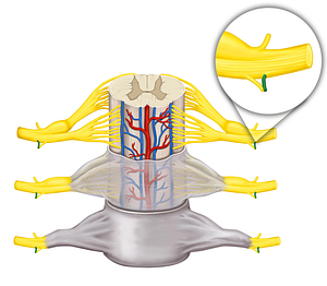 White ramus communicans of spinal nerve (#8628)