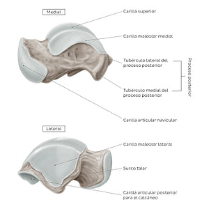 Talus (Medial and lateral view) (Spanish)